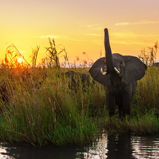 Lower Zambezi - Elephant at sunset